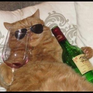 Meet your Posher, Daisy